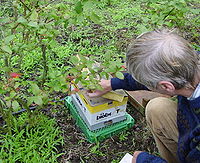 Blueberries being pollinated by bumblebees. Bumblebee hives need to be bought each year as the queens must hibernate (unlike honey bees). They are used nonetheless as they offer advantages with certain fruits as blueberries (such as the fact that they are active even at colder outdoor ambient temperature).